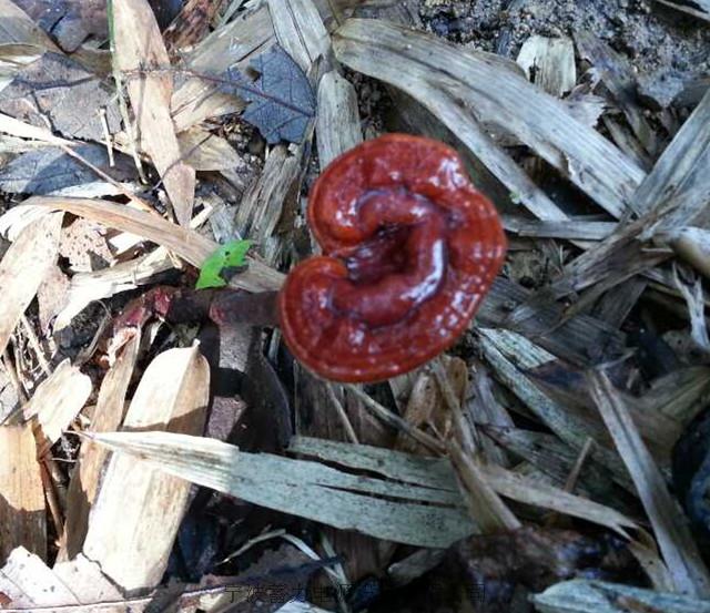 山上发现的灵芝